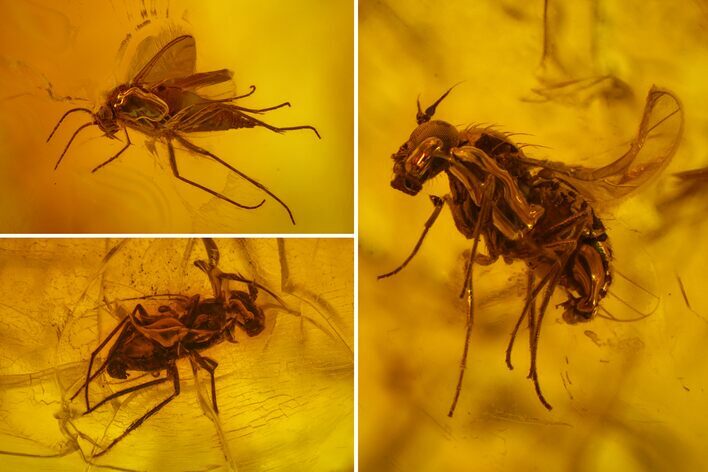 Two Fossil Wasp, Spider and Three Flies in Baltic Amber #163529